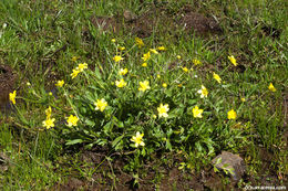 Image of Sacramento Valley Buttercup