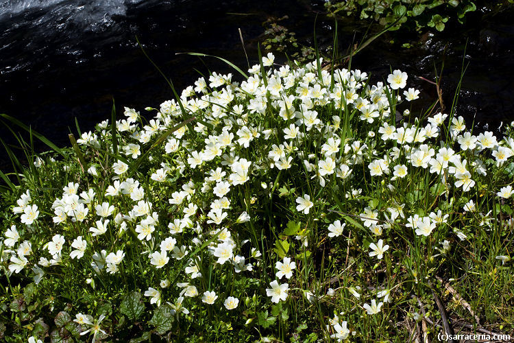 Image of Douglas' meadowfoam