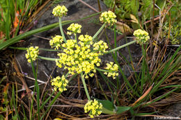 Image of common lomatium