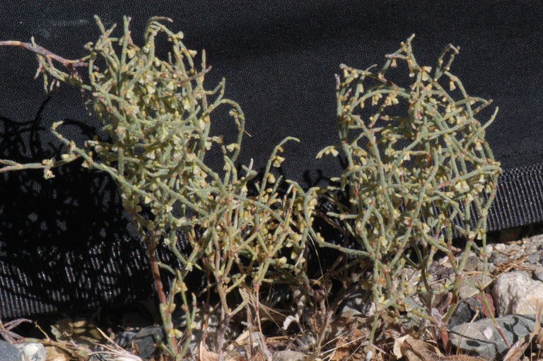 Image of birdnest buckwheat