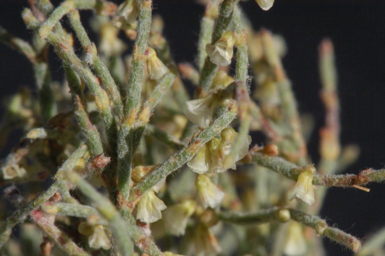 Imagem de Eriogonum nidularium Coville