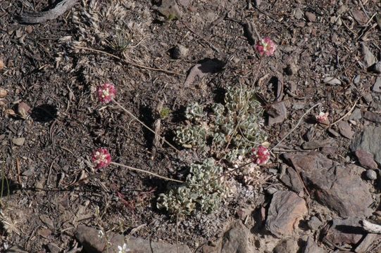 Image of cushion buckwheat