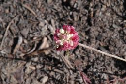 Image of cushion buckwheat