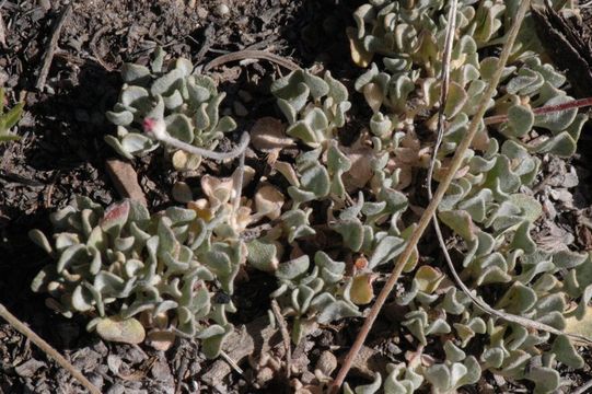 Image of cushion buckwheat