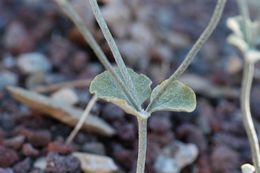 Image of Panamint Mountain buckwheat