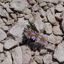 Erigeron pygmaeus (A. Gray) Greene resmi