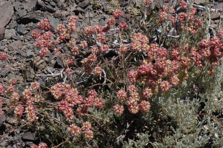 Imagem de Eriogonum umbellatum var. versicolor S. Stokes