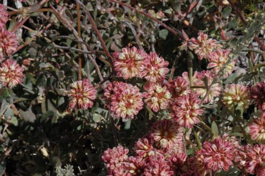 Image of sulphur-flower buckwheat