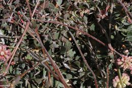 Imagem de Eriogonum umbellatum var. versicolor S. Stokes