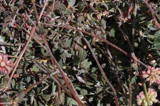 Image of sulphur-flower buckwheat