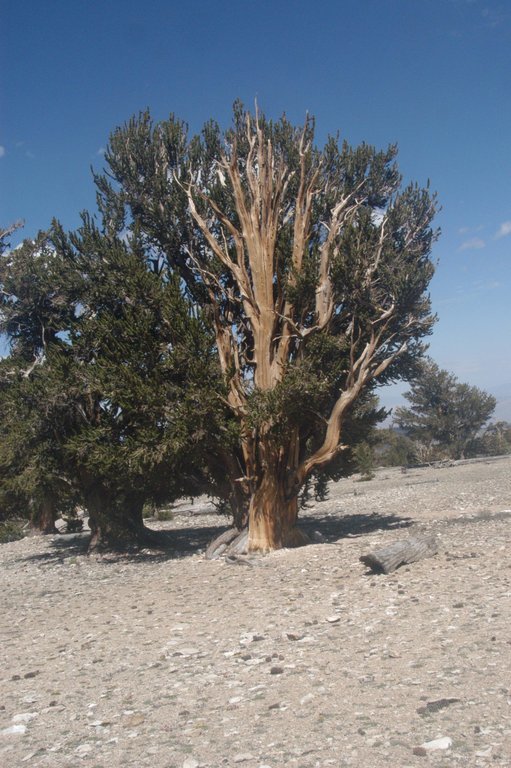 Image de Pin Bristlecone