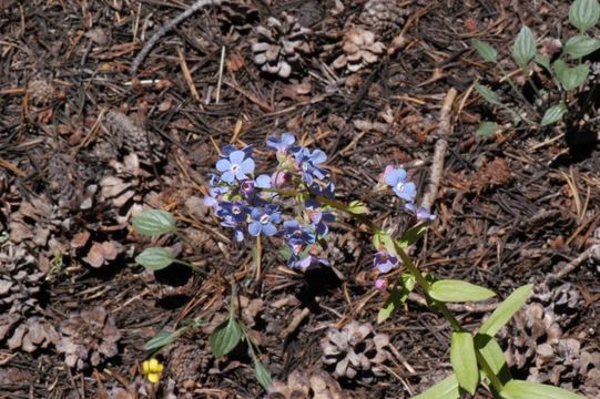 Image of velvet stickseed