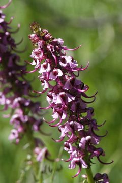 Image of elephanthead lousewort