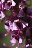 Image of elephanthead lousewort