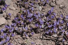 Image of low phacelia