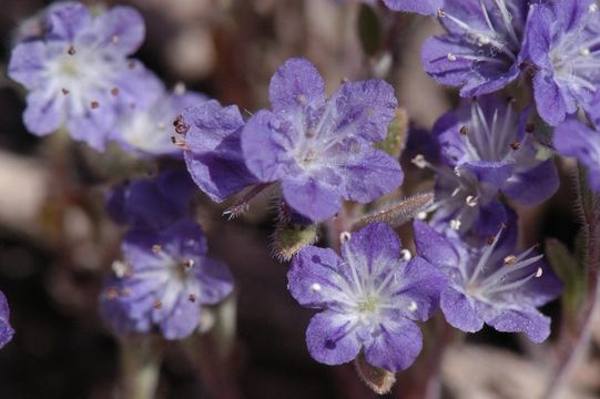 Image of low phacelia