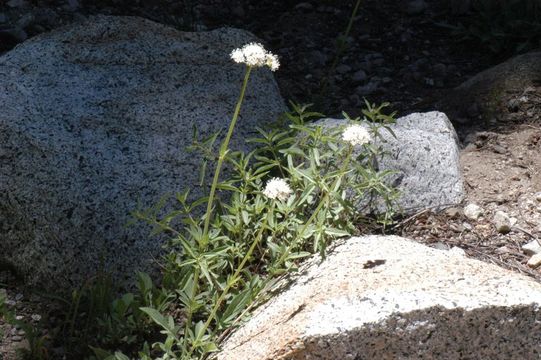 Image of California valerian