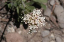 Image of California valerian