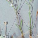 Image of Marin dwarf-flax