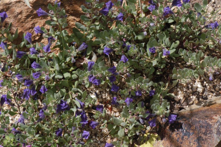 Image of White Pine skullcap