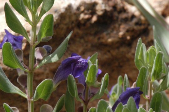 Image of White Pine skullcap