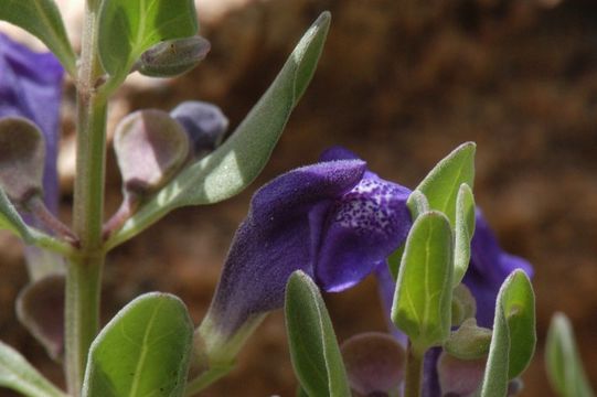 Sivun Scutellaria sapphirina (Barneby) Olmstead kuva