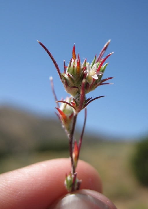 Imagem de <i>Eriastrum tracyi</i>