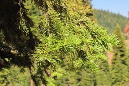 Image of white fir