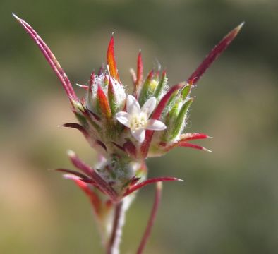 Image of <i>Eriastrum tracyi</i>