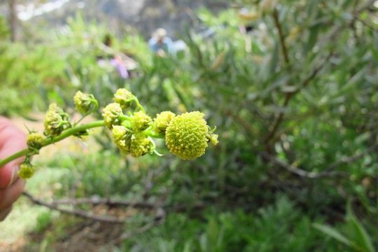 Image de Artemisia norvegica subsp. saxatilis (Bess.) H. M. Hall & Clem.