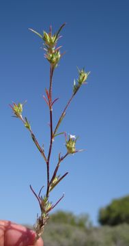 Image of <i>Eriastrum tracyi</i>