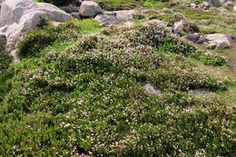 Image of western moss heather