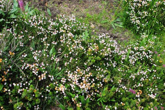 Image of western moss heather