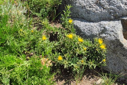 Image of singlehead goldenbush