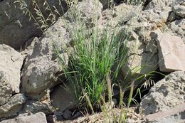 Image of rock melicgrass