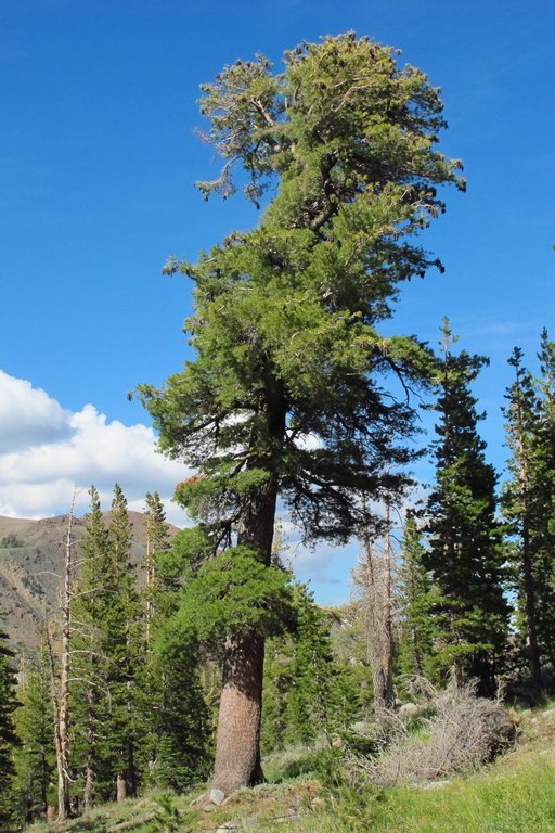 Image of western white pine