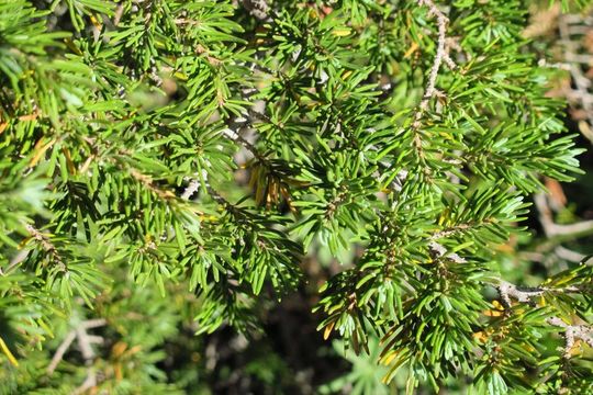 Image of Mountain Hemlock