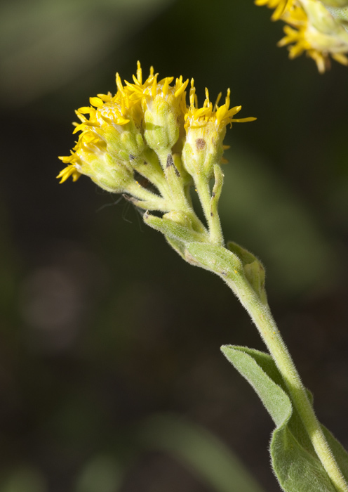 Слика од Solidago rigida subsp. humilis (Porter) S. B. Heard & Semple