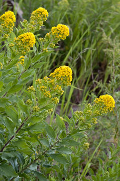 Image de Solidago wrightii A. Gray