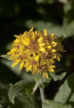 Image of Wright's goldenrod