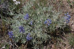 Image of Nevada lupine