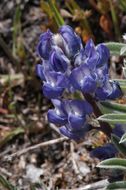 Image of Nevada lupine