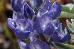 Image of Nevada lupine