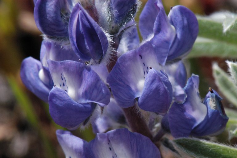 Sivun Lupinus nevadensis A. Heller kuva