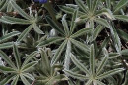 Image of Nevada lupine