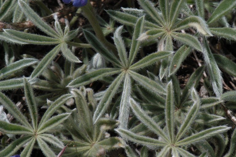 Sivun Lupinus nevadensis A. Heller kuva