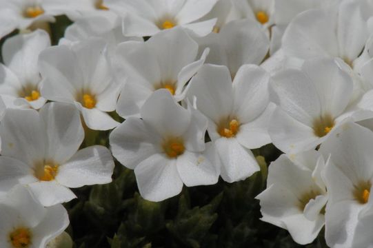 Image of <i>Phlox covillei</i>