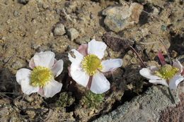 Image of <i>Ranunculus andersonii</i>