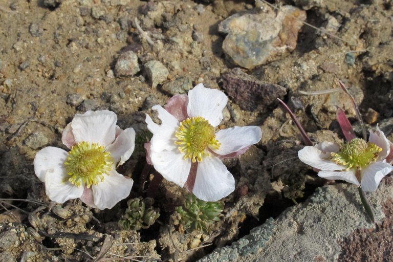 Image of <i>Ranunculus andersonii</i>