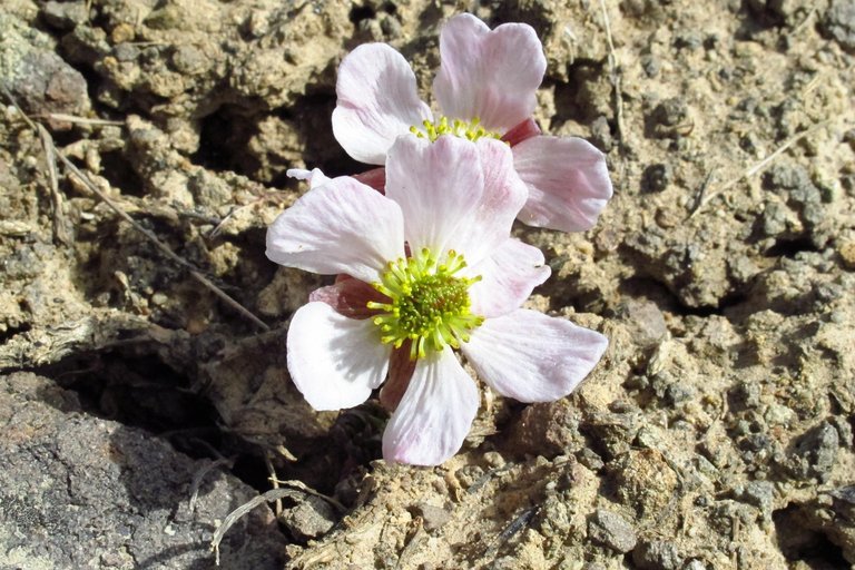 Image of <i>Ranunculus andersonii</i>